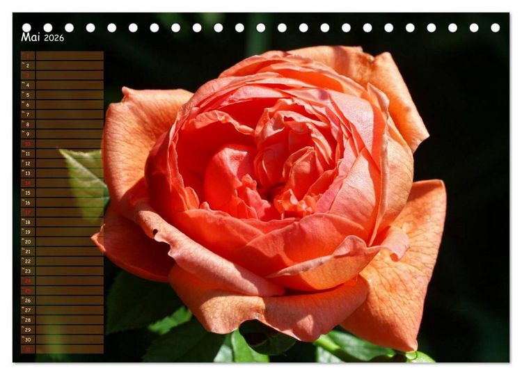 Produktbild: Lass Rosen sprechen (Tischkalender 2026 DIN A5 quer), CALVENDO Monatskalender