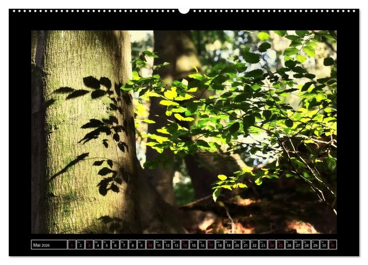 Produktbild: Der Reichswald bei Kleve (hochwertiger Premium Wandkalender 2026 DIN A2 quer), Kunstdruck in Hochglanz