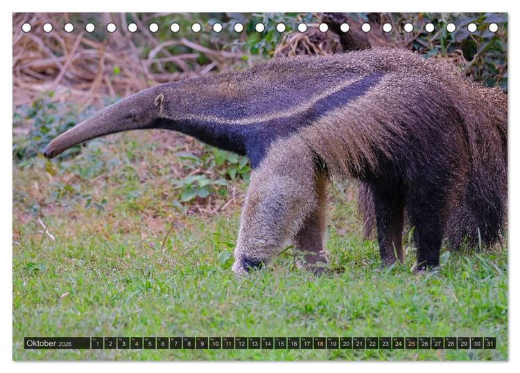 Produktbild: Tiere im Pantanal - viaje.ch (Tischkalender 2026 DIN A5 quer), CALVENDO Monatskalender