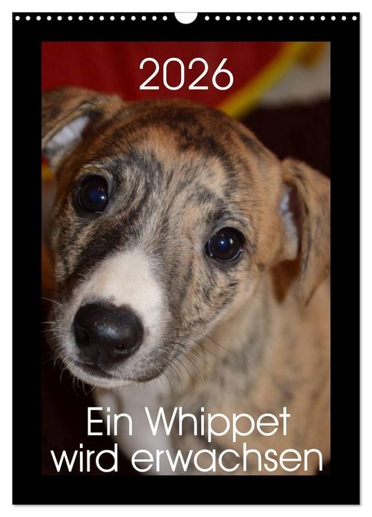 Produktbild: Ein Whippet wird erwachsen (Wandkalender 2026 DIN A3 hoch), CALVENDO Monatskalender