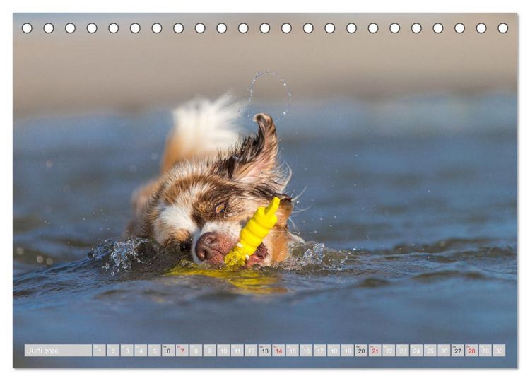 Produktbild: Australian Shepherd 2026 (Tischkalender 2026 DIN A5 quer), CALVENDO Monatskalender