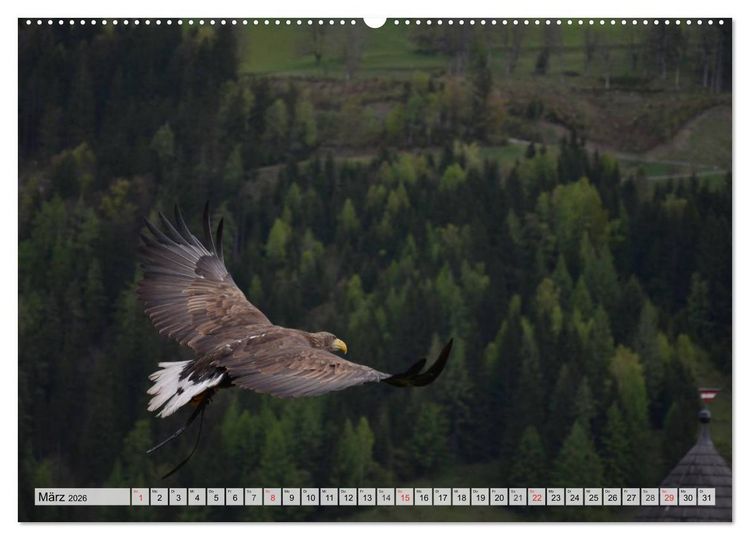 Produktbild: Wildtiere. Heimische Sch&ouml;nheiten (hochwertiger Premium Wandkalender 2026 DIN A2 quer), Kunstdruck in Hochglanz