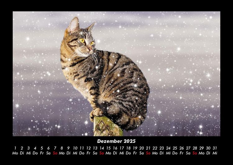 Produktbild: F&uuml;r Katzenfreunde 2025 Fotokalender DIN A3