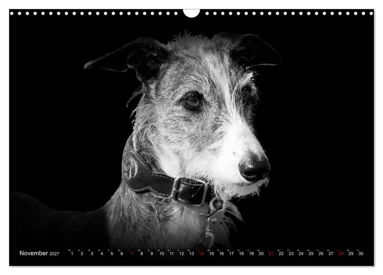 Produktbild: Galgo Espa&ntilde;ol - der spanische Windhund 2027 (Wandkalender 2027 DIN A3 quer), CALVENDO Monatskalender