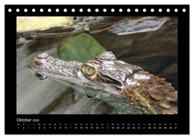 Produktbild: Faszinierende Reptilien (Tischkalender 2026 DIN A5 quer), CALVENDO Monatskalender