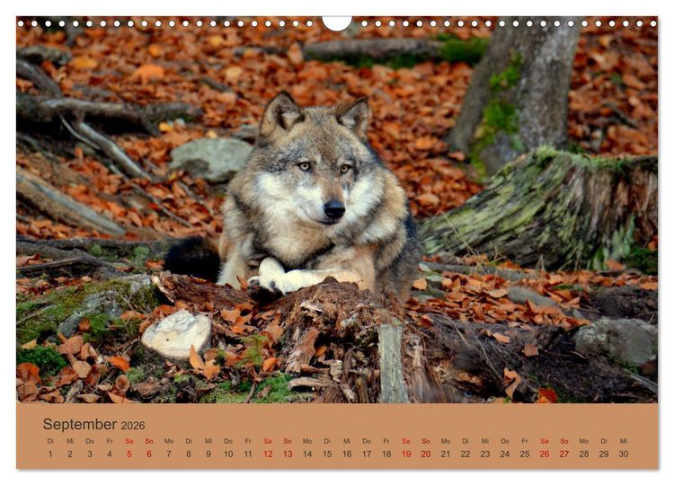 Produktbild: Begegnungen DER WOLF (Wandkalender 2026 DIN A3 quer), CALVENDO Monatskalender