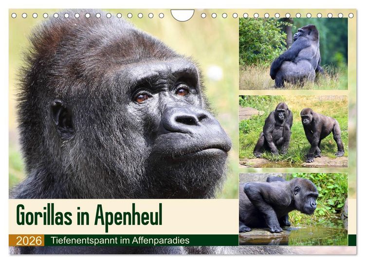 Produktbild: Flachlandgorillas in Apenheul (Wandkalender 2026 DIN A4 quer), CALVENDO Monatskalender