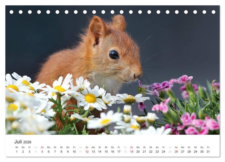 Produktbild: Eichh&ouml;rnchen Kinder (Tischkalender 2026 DIN A5 quer), CALVENDO Monatskalender
