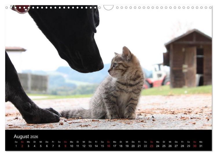 Produktbild: Der schwarze Hund und seine Freunde (Wandkalender 2026 DIN A3 quer), CALVENDO Monatskalender