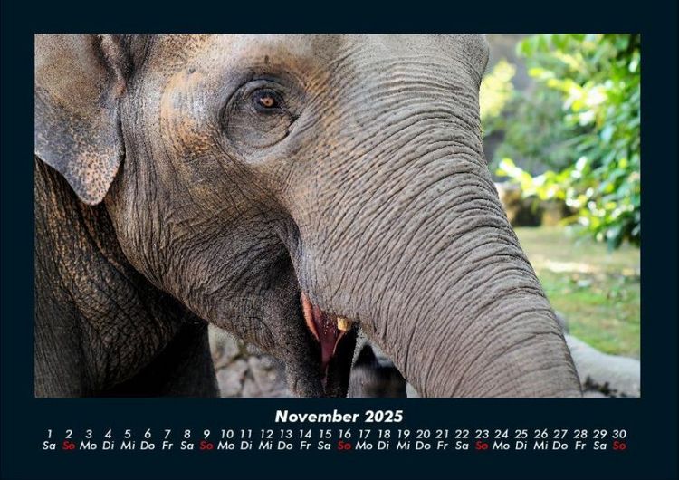 Produktbild: Welt der Tiere 2025 Fotokalender DIN A4