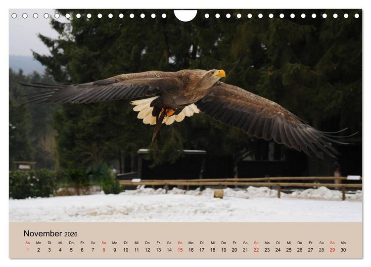 Produktbild: Der Steinadler. Majest&auml;tischer Greifvogel (Wandkalender 2026 DIN A4 quer), CALVENDO Monatskalender