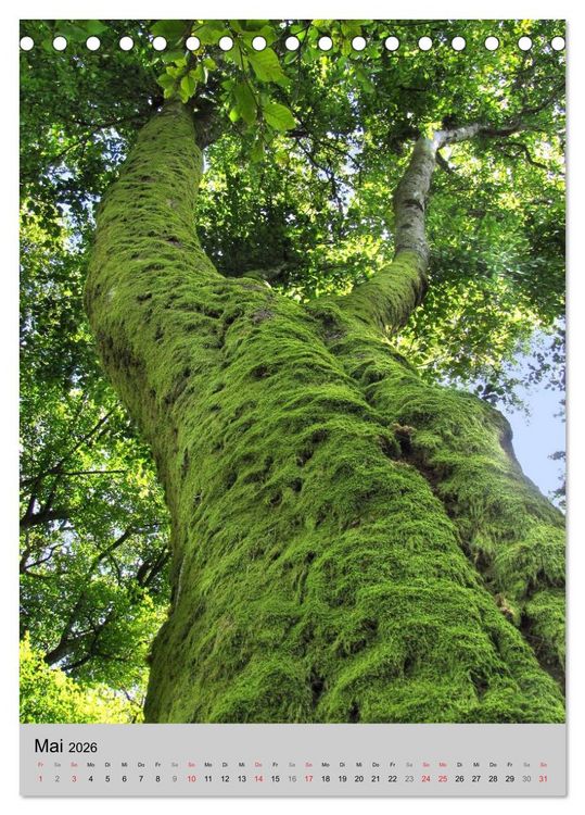 Produktbild: Faszination Baum (Tischkalender 2026 DIN A5 hoch), CALVENDO Monatskalender