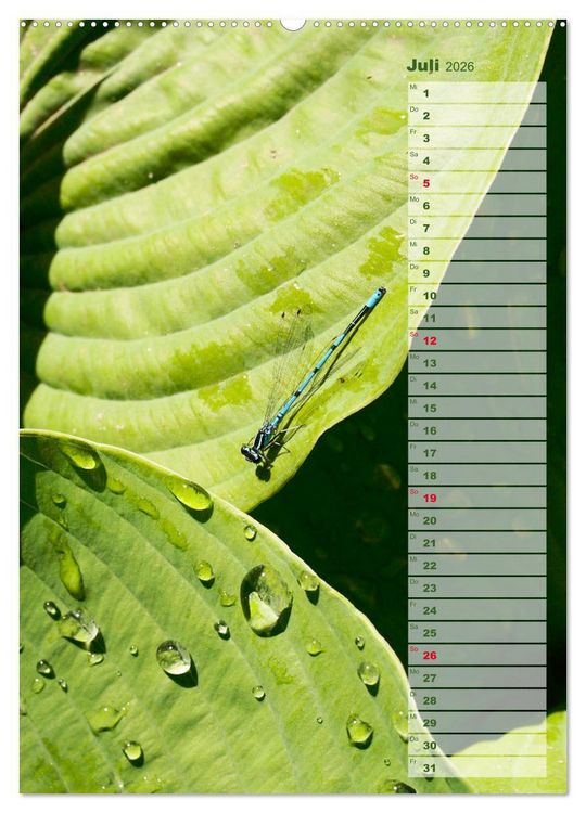 Produktbild: Hostas Herzblattlilien Funkien (Wandkalender 2026 DIN A2 hoch), CALVENDO Monatskalender
