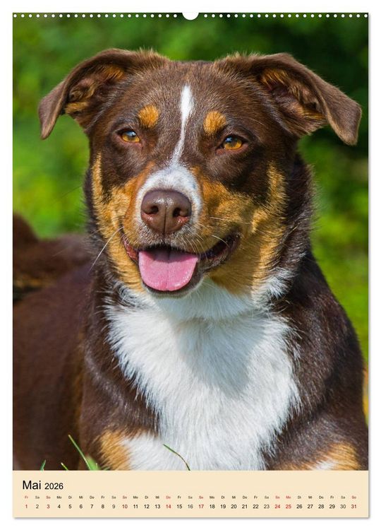 Produktbild: Schweizer Sennenhunde stellen sich vor (Wandkalender 2026 DIN A2 hoch), CALVENDO Monatskalender