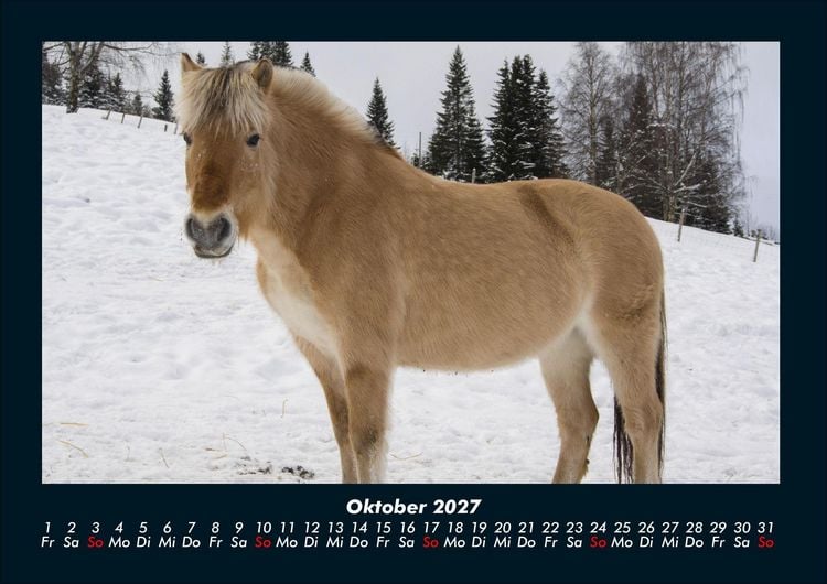 Produktbild: Pferde Kalender 2027 Fotokalender DIN A4