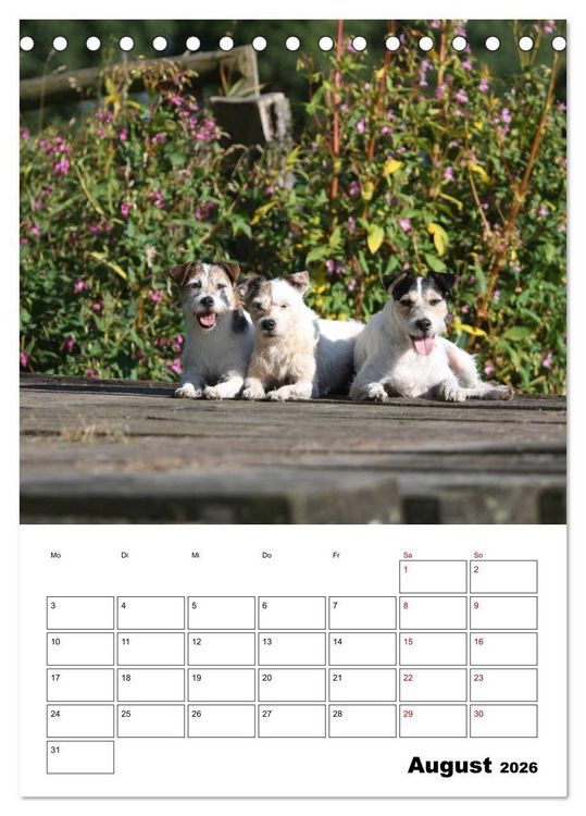Produktbild: Tender Fellows - Parson Russell Terrier (Tischkalender 2026 DIN A5 hoch), CALVENDO Monatskalender