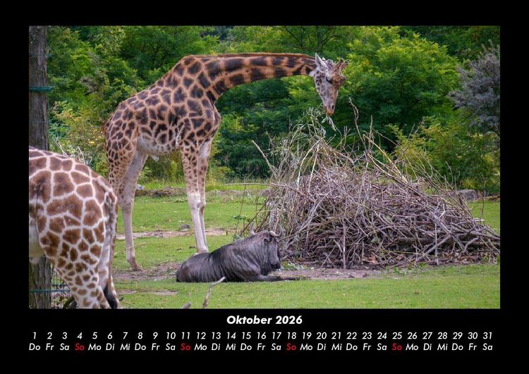 Produktbild: Giraffen 2026 Fotokalender DIN A3