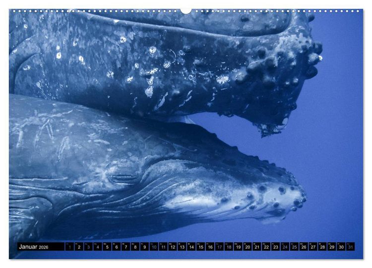 Produktbild: Die blaue Welt der Wale (hochwertiger Premium Wandkalender 2026 DIN A2 quer), Kunstdruck in Hochglanz