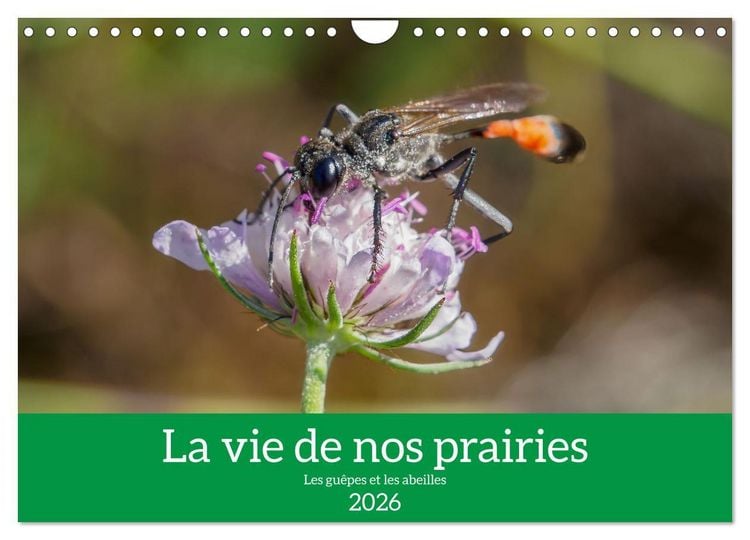 Produktbild: La vie de nos prairies - Les gu&ecirc;pes et les abeilles (Calendrier mural 2026 DIN A4 vertical), CALVENDO calendrier mensuel