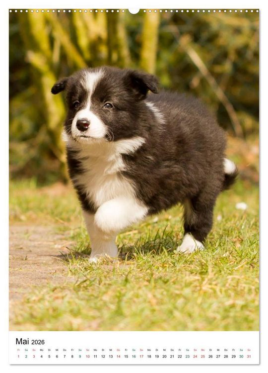 Produktbild: Border Collie Zuckerschnuten (Wandkalender 2026 DIN A2 hoch), CALVENDO Monatskalender