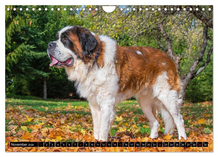Produktbild: Bernhardiner - Gigant auf vier Pfoten (Wandkalender 2026 DIN A4 quer), CALVENDO Monatskalender