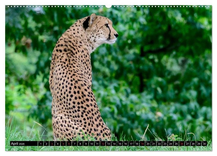 Produktbild: Afrika - Welt der Tiere (Wandkalender 2026 DIN A2 quer), CALVENDO Monatskalender