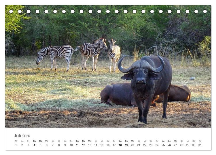 Produktbild: Afrika - Tiere im Kr&uuml;ger Nationalpark (Tischkalender 2026 DIN A5 quer), CALVENDO Monatskalender