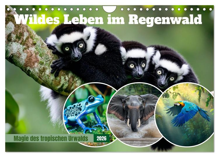 Produktbild: Wildes Leben im Regenwald (Wandkalender 2026 DIN A4 quer), CALVENDO Monatskalender