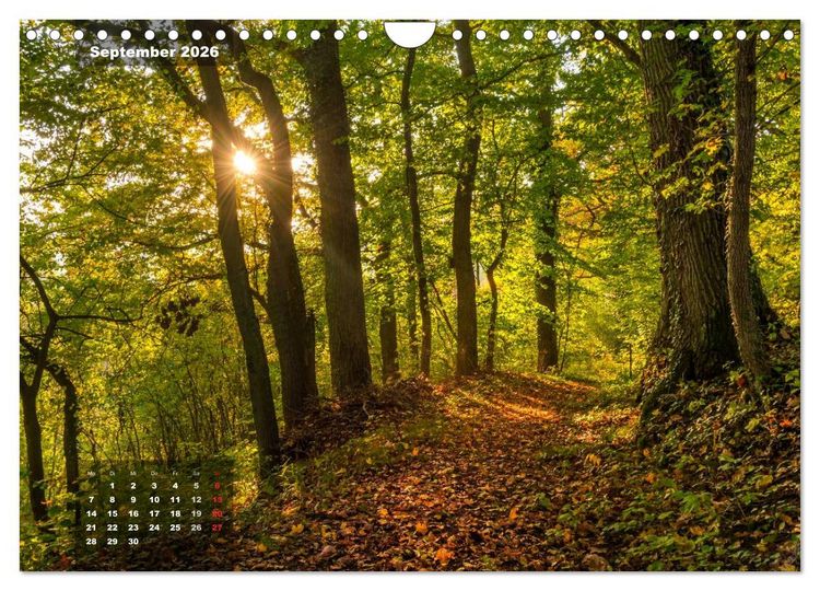 Produktbild: Zauberhafte Waldlandschaften (Wandkalender 2026 DIN A4 quer), CALVENDO Monatskalender