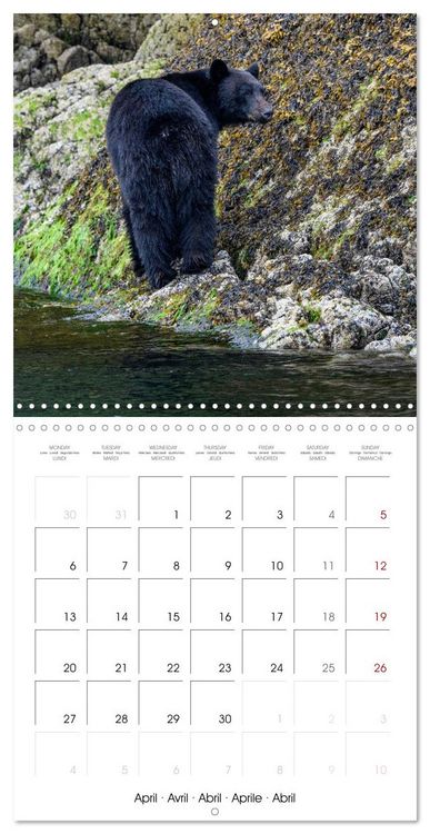 Produktbild: Wildlife in Alaska (Wall Calendar 2026 12 &times; 12 Inch) CALVENDO 12 Month Wall Calendar