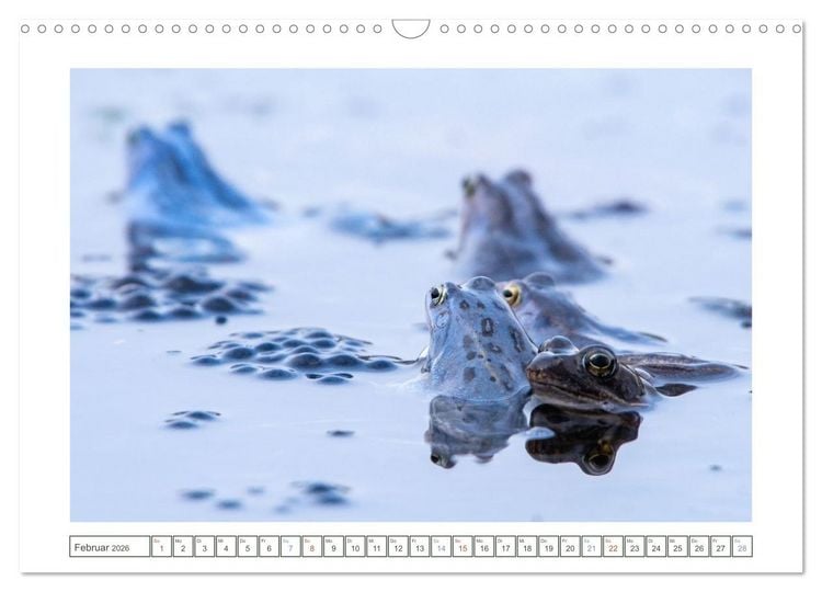 Produktbild: Wenn Fr&ouml;sche blau machen - das geheime Leben der Moorfr&ouml;sche von Tanja Riedel (Wandkalender 2026 DIN A3 quer), CALVENDO Monatskalender