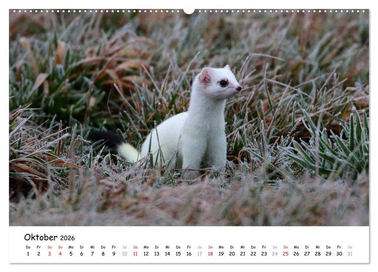 Produktbild: Hermelin - das wieselflinke Raubtier (hochwertiger Premium Wandkalender 2026 DIN A2 quer), Kunstdruck in Hochglanz