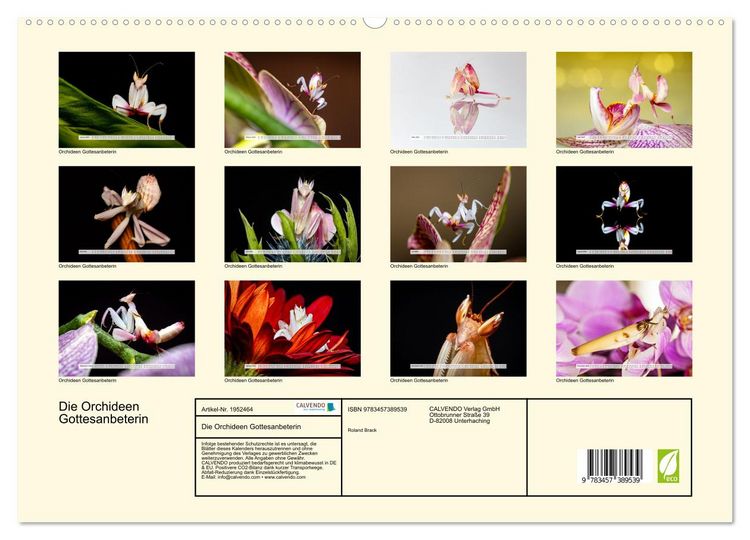 Produktbild: Die Orchideen Gottesanbeterin (hochwertiger Premium Wandkalender 2026 DIN A2 quer), Kunstdruck in Hochglanz