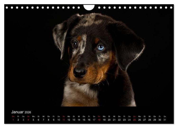 Produktbild: Dogs (Wandkalender 2026 DIN A4 quer), CALVENDO Monatskalender