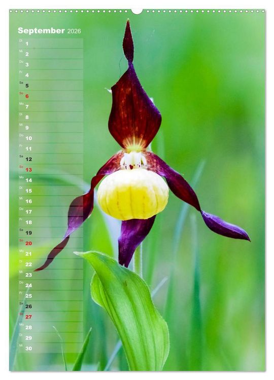 Produktbild: Auf der Suche nach Orchideen in Deutschland (Wandkalender 2026 DIN A2 hoch), CALVENDO Monatskalender