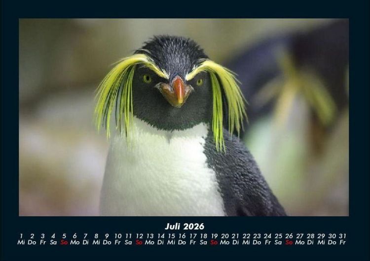 Produktbild: Pinguine & Eisb&auml;ren 2026 Fotokalender DIN A4