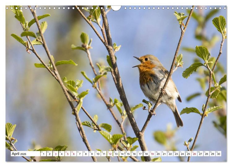 Produktbild: Geliebtes Rotkehlchen (Wandkalender 2026 DIN A3 quer), CALVENDO Monatskalender
