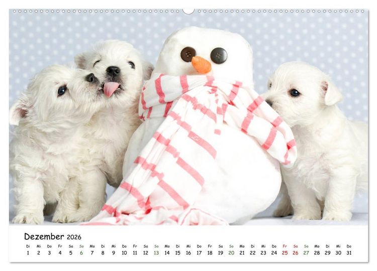 Produktbild: Baby Pfoten (hochwertiger Premium Wandkalender 2026 DIN A2 quer), Kunstdruck in Hochglanz