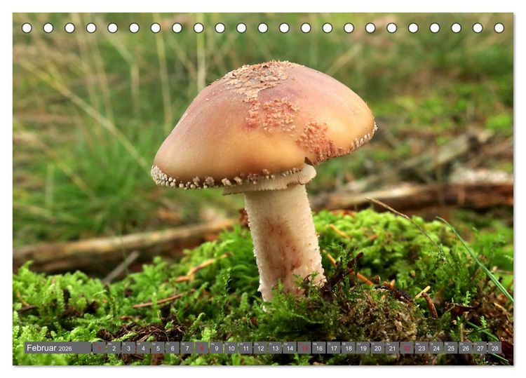 Produktbild: PILZE IM WALD (Tischkalender 2026 DIN A5 quer), CALVENDO Monatskalender