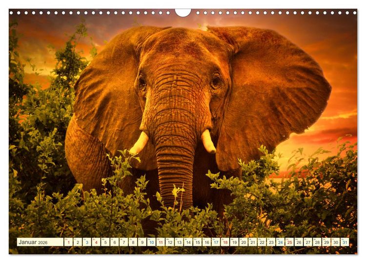 Produktbild: Die Riesen der Savanne (Wandkalender 2026 DIN A3 quer), CALVENDO Monatskalender