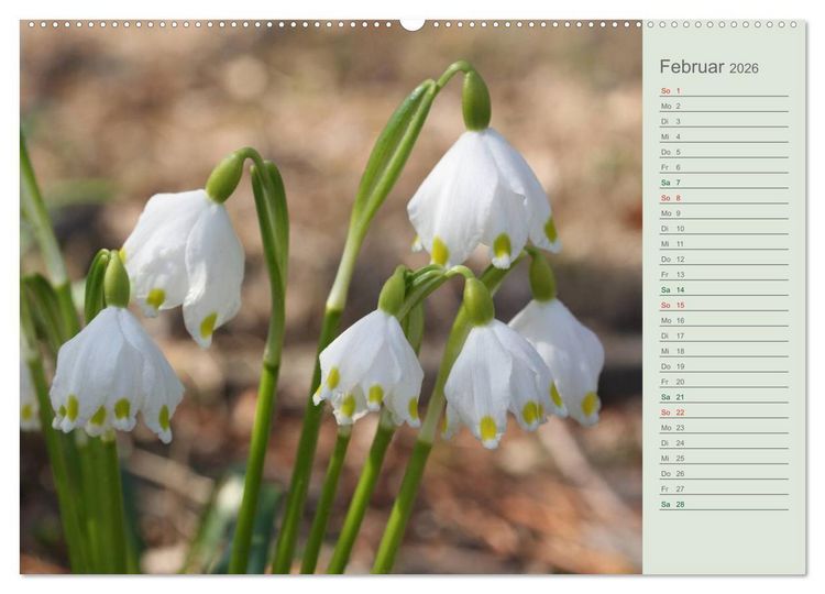 Produktbild: Liebenswerte Gl&ouml;ckchen (Wandkalender 2026 DIN A2 quer), CALVENDO Monatskalender