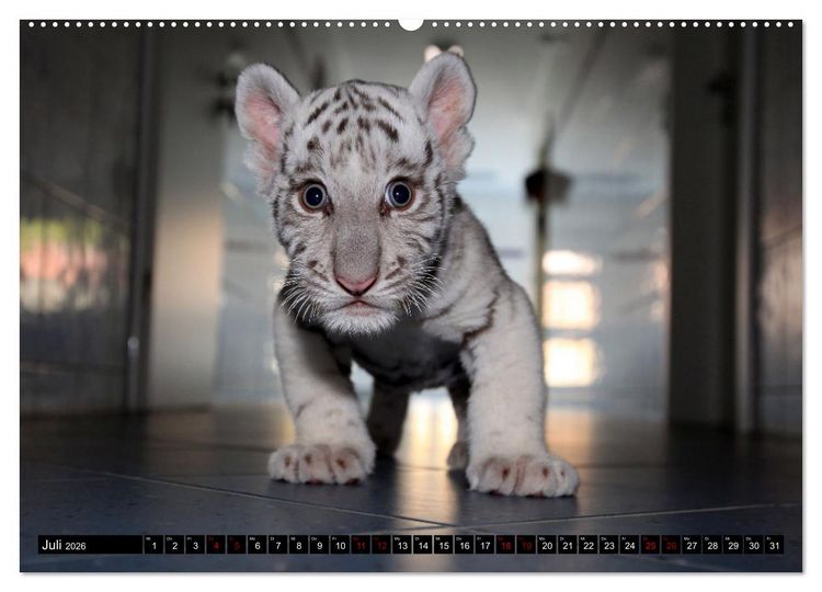 Produktbild: GROSSKATZEN GANZ KLEIN (Wandkalender 2026 DIN A2 quer), CALVENDO Monatskalender
