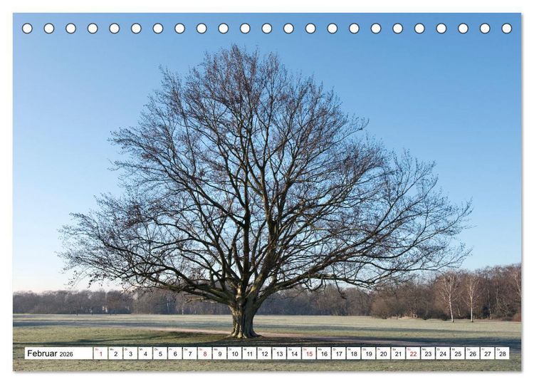 Produktbild: Die Buche: 12 Baumportr&auml;ts (Tischkalender 2026 DIN A5 quer), CALVENDO Monatskalender