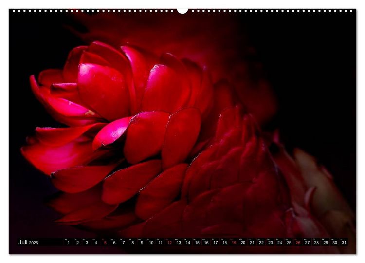 Produktbild: Flowers / 2026 (hochwertiger Premium Wandkalender 2026 DIN A2 quer), Kunstdruck in Hochglanz