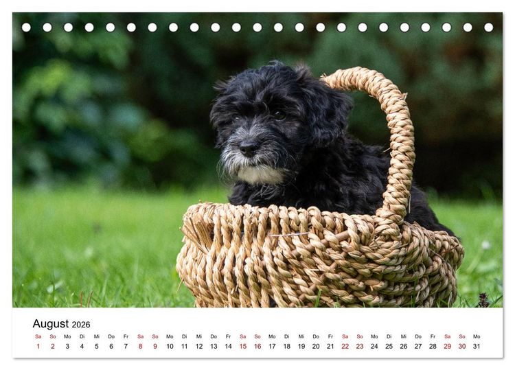 Produktbild: Maltipoo Welpen (Tischkalender 2026 DIN A5 quer), CALVENDO Monatskalender