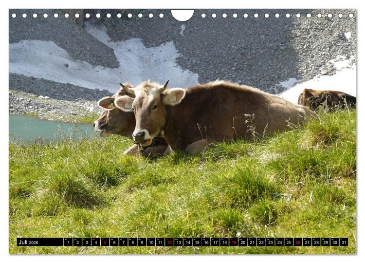 Produktbild: K&uuml;he mit H&ouml;rnern (Wandkalender 2026 DIN A4 quer), CALVENDO Monatskalender