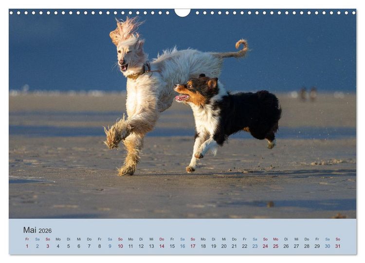 Produktbild: AFGHANISCHE WINDHUNDE 2026 (Wandkalender 2026 DIN A3 quer), CALVENDO Monatskalender