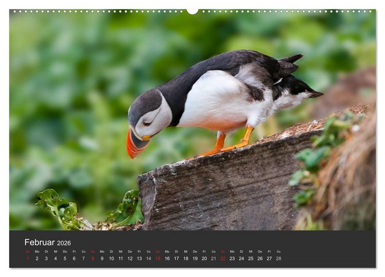 Produktbild: V&ouml;gel im Norden Europas (hochwertiger Premium Wandkalender 2026 DIN A2 quer), Kunstdruck in Hochglanz