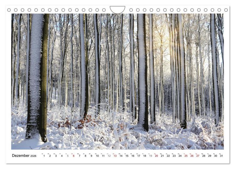 Produktbild: Mein Sehnsuchtsort, der heimische Wald (Wandkalender 2026 DIN A4 quer), CALVENDO Monatskalender