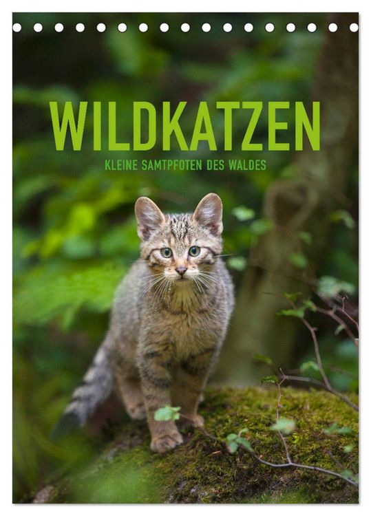 Produktbild: Wildkatzen - Kleine Samtpfoten des Waldes (Tischkalender 2026 DIN A5 hoch), CALVENDO Monatskalender